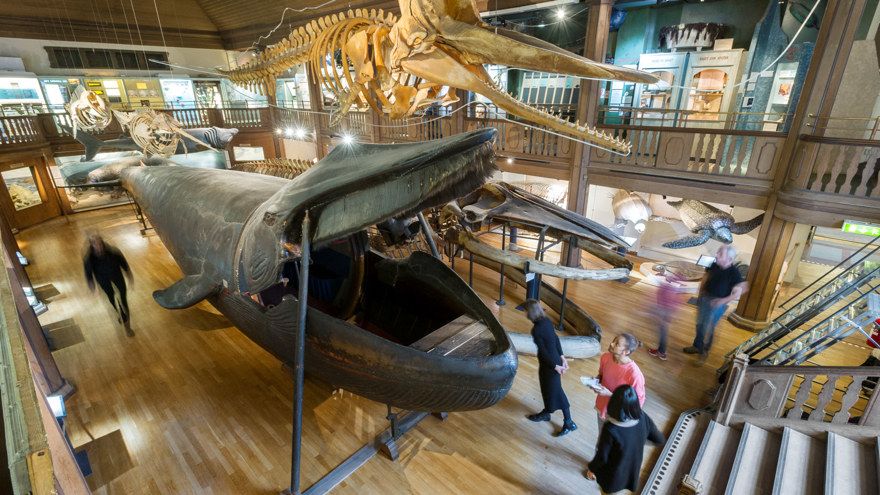 Malmska valen mėlynasis banginis Göteborgs naturhistoriska museum Švedijoje